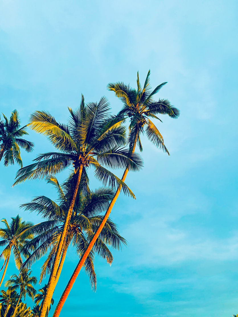 Palm Trees
